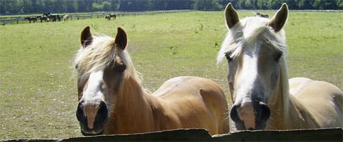 Haflinger auf der Weide