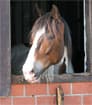 Pony auf der Weide