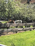 Ponys am Gutshaus